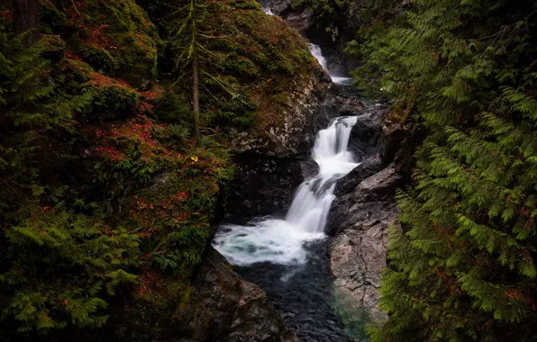 Picture forest, stones, rocks, thickets, waterfall, ate, river, needles