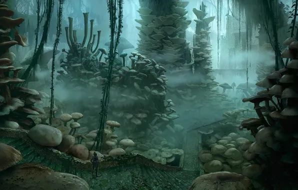 Road, mushrooms, construction, stage, Ancient forest