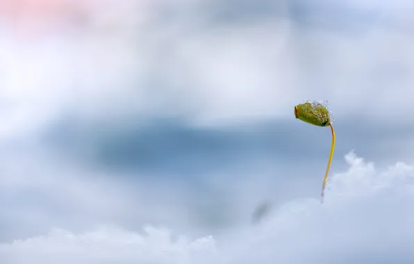 Picture flower, snow, nature