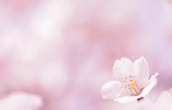 Picture flower, background, spring