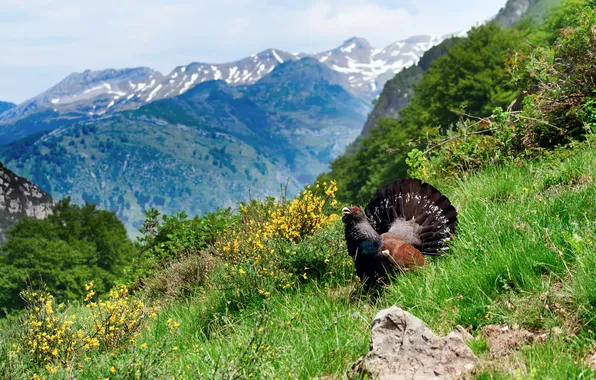 Picture forest, summer, grass, mountains, bird, slope, grouse
