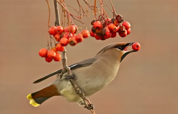 Picture berries, background, bird, branch, red, the Waxwing