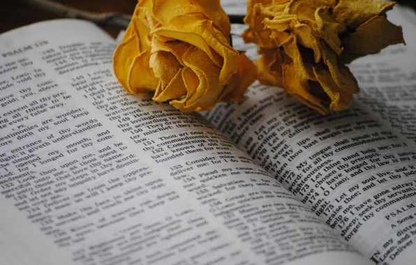 Picture flowers, text, the inscription, roses, The Bible