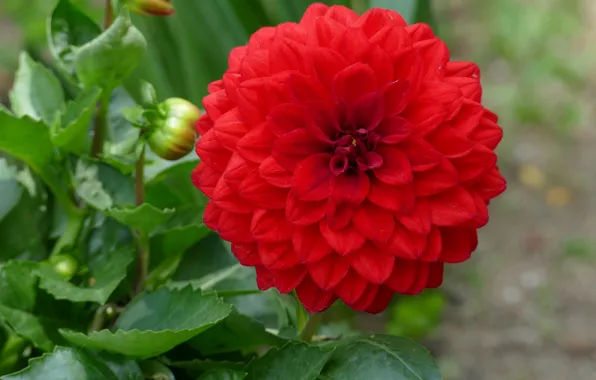 Red, petals, flowering, dahlias