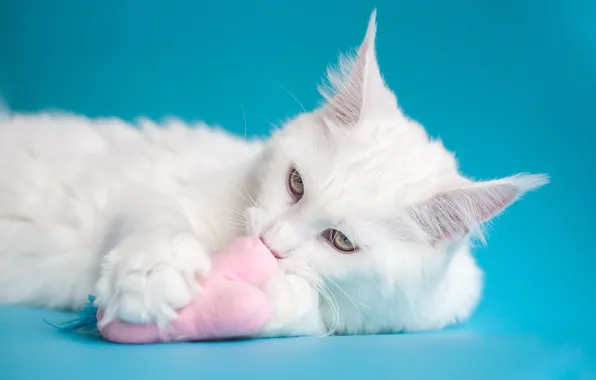 Cat, white, cat, look, face, pose, pink, toy