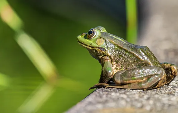 Look, pose, background, frog, the fence, fountain, back, sitting