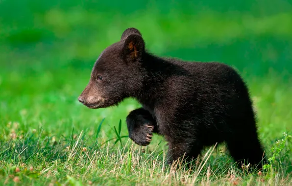 Picture greens, bear, weed, walks, looking for mom.