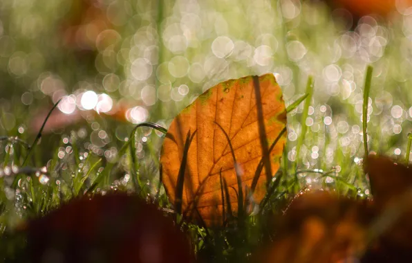 Autumn, grass, leaves, drops, light, Rosa, glare, leaf