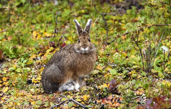 Picture autumn, nature, hare