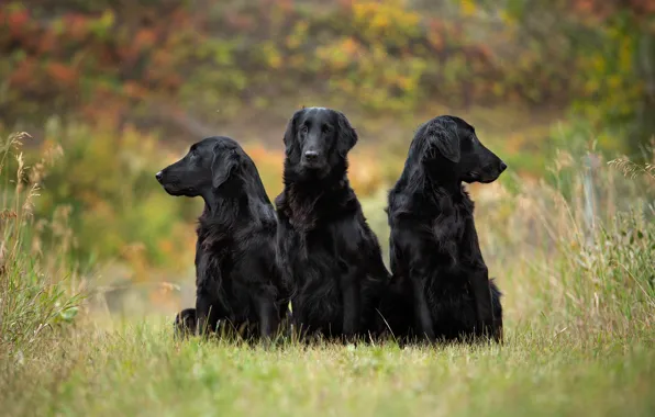 Autumn, dogs, grass, look, nature, pose, glade, three