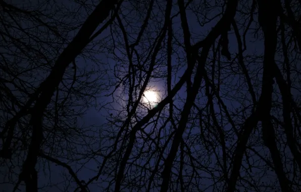 Picture the sky, trees, night, branches, nature, the moon