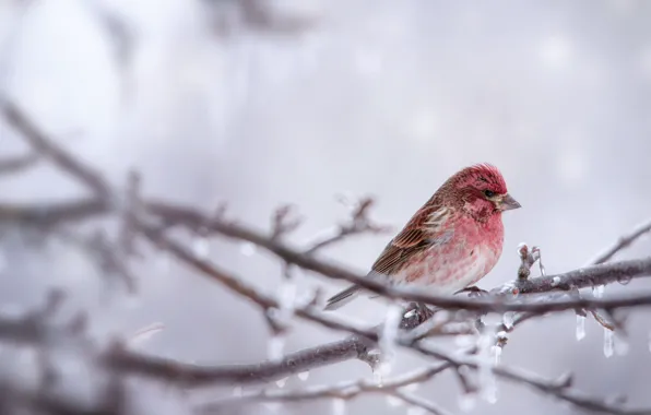 Branches, nature, bird