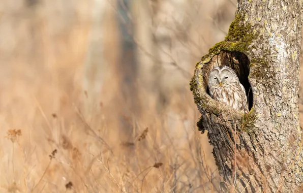 Autumn, branches, tree, stay, owl, bird, shelter, trunk