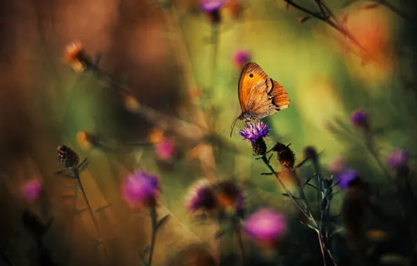 Picture grass, flowers, background, butterfly, plants