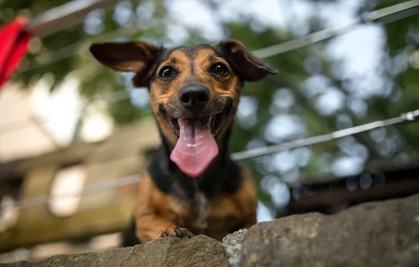 Picture language, look, face, joy, mood, dog