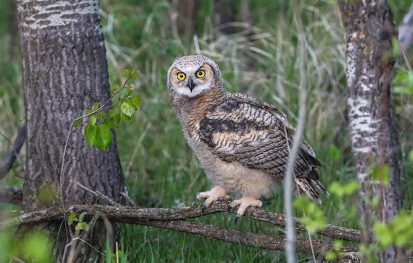 Forest, grass, look, trees, branches, owl, bird