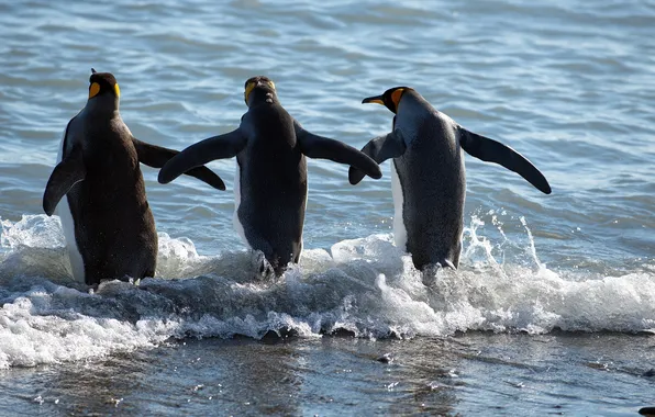 Picture sea, nature, penguins