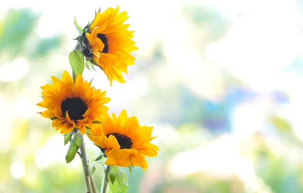 Sunflowers, background, color, beauty, petals