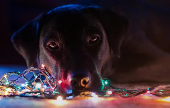 Picture holiday, dog, garland, light bulb