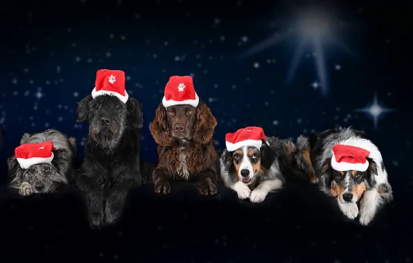 Dogs, New year, Christmas, winter, cap, 2018, Spaniel