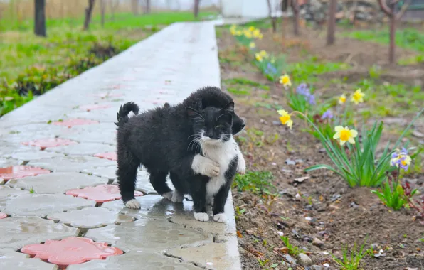Cat, dog, lovely, cute, friends