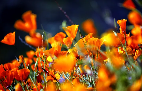 Field, flowers, glade, bright, meadow, orange, bokeh, escholzia