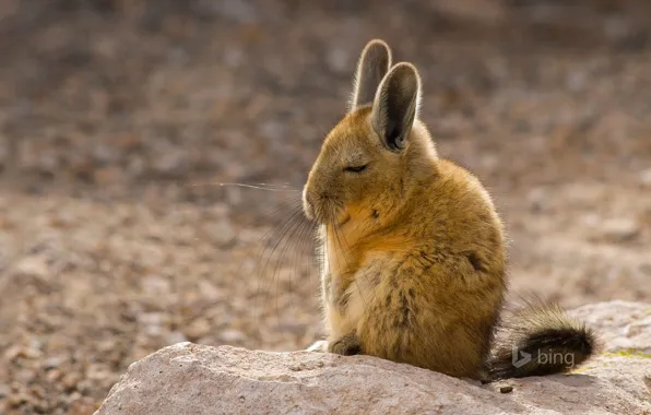 Fur, ears, rodent, South America, mammal, mountain viscacha