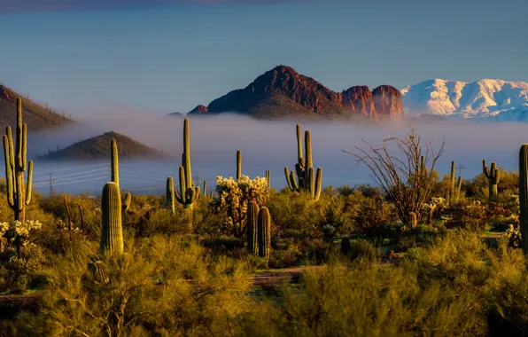 The sky, light, mountains, vegetation, desert, cacti, America