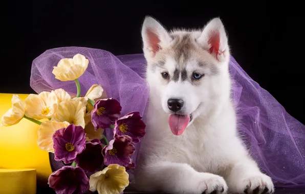 Picture flowers, puppy, fabric, husky