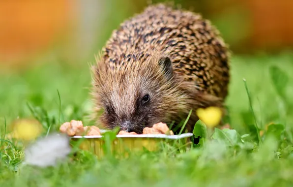 Wallpaper grass, baby, hedgehog, eats