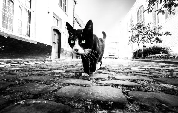 Cat, home, bridge, cat, houses, pavement, Marc Huybrighs