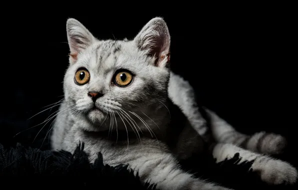 Cat, eyes, look, kitty, grey, portrait, pile, baby