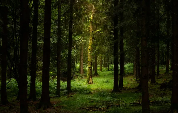 Greens, forest, trees, trunks, glade, ate