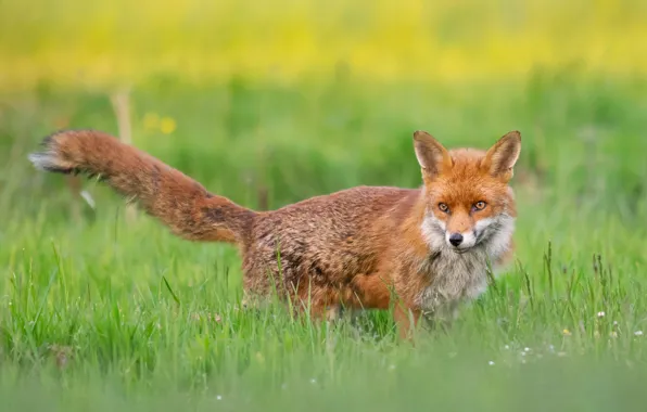 Picture field, summer, grass, look, nature, glade, meadow, Fox