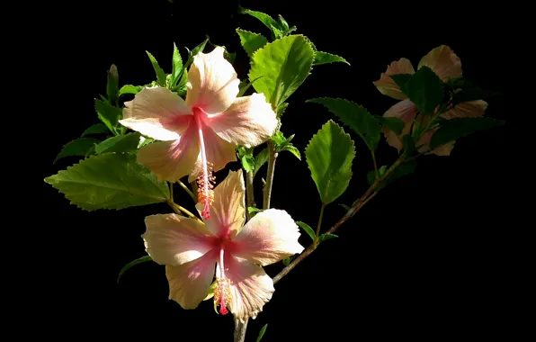 Picture leaves, macro, background, petals, hibiscus