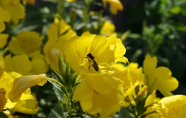 Flowers, insects, yellow, bee, flower, yellow, insect, bee