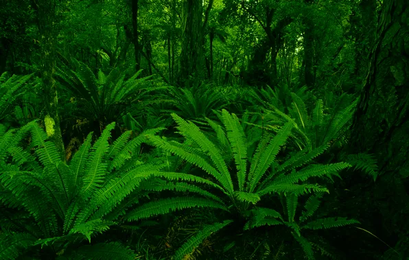 Picture green, forest, leaf, plants