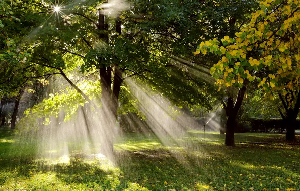 Trees, nature, Park, the sun's rays