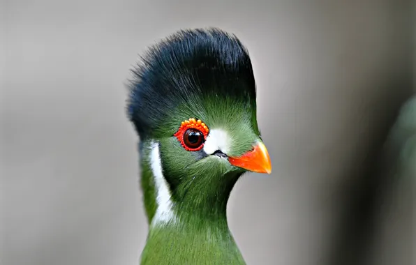 Picture eyes, bird, feathers, beak, turako