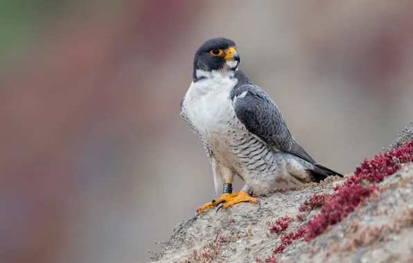 Picture background, bird, Falcon