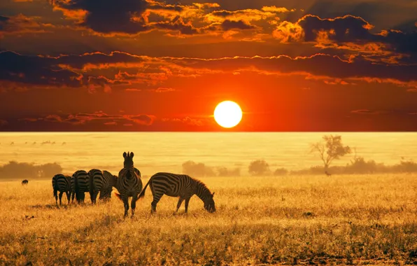 Picture GRASS, HORIZON, The SKY, The SUN, CLOUDS, ZEBRA, AL, PLAIN