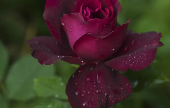 Picture purple, drops, roses, petals