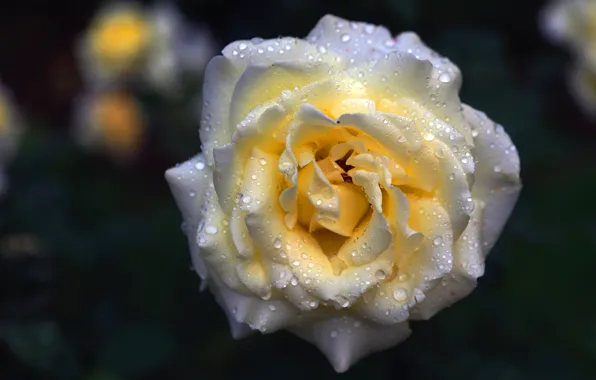 White, drops, flowers, the dark background, roses, buds