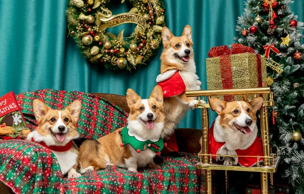 Language, dogs, look, room, sofa, box, gift, blanket