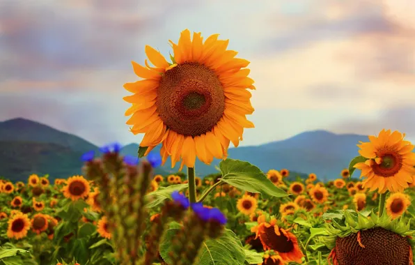 Picture Nature, Field, Summer, Sunflowers, Nature, Summer, Sunflowers