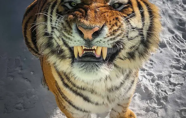 Look, Tiger, Snow, Mustache, Fangs, Face, Predator, Big cat