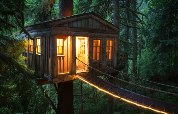 Picture forest, house, Treehouse Point, United States Unique hotels in the trees