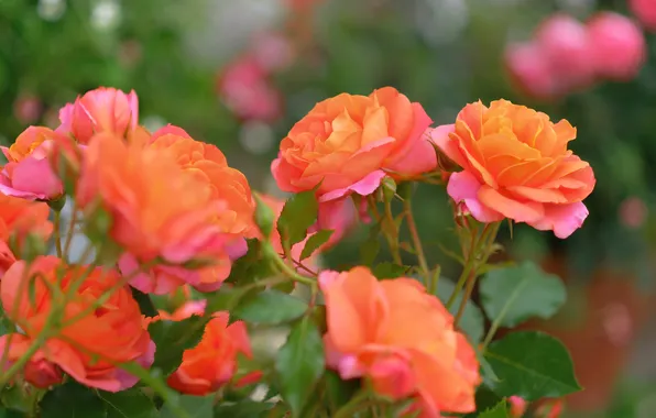 Greens, summer, leaves, flowers, branches, bright, roses, orange