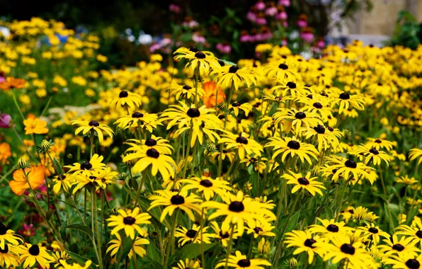 Flowers, yellow, garden, flowerbed, a lot, rudbeckia