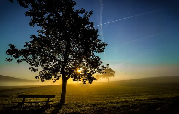Light, trees, fog, morning, bench